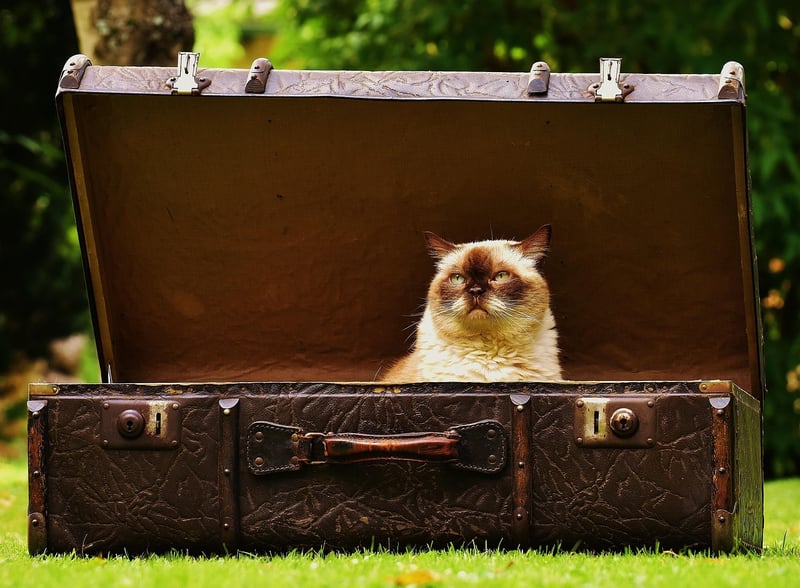 Smart Luggage